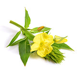 Evening Primrose Oil